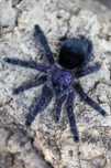 Avicularia purpurea L1