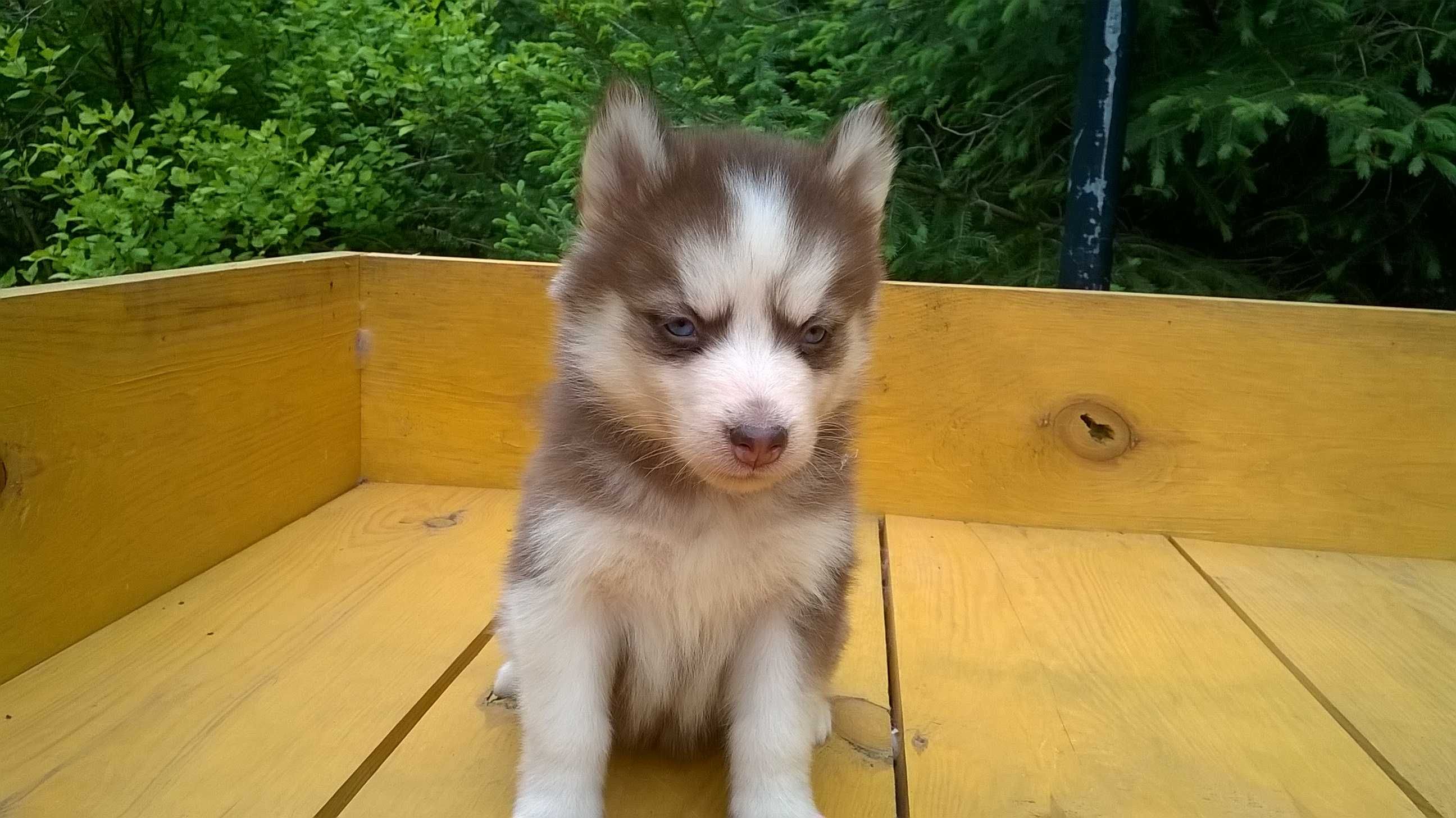 Szczenię Siberian Husky tel.-5.7.5.3.0.2.0.3.9.