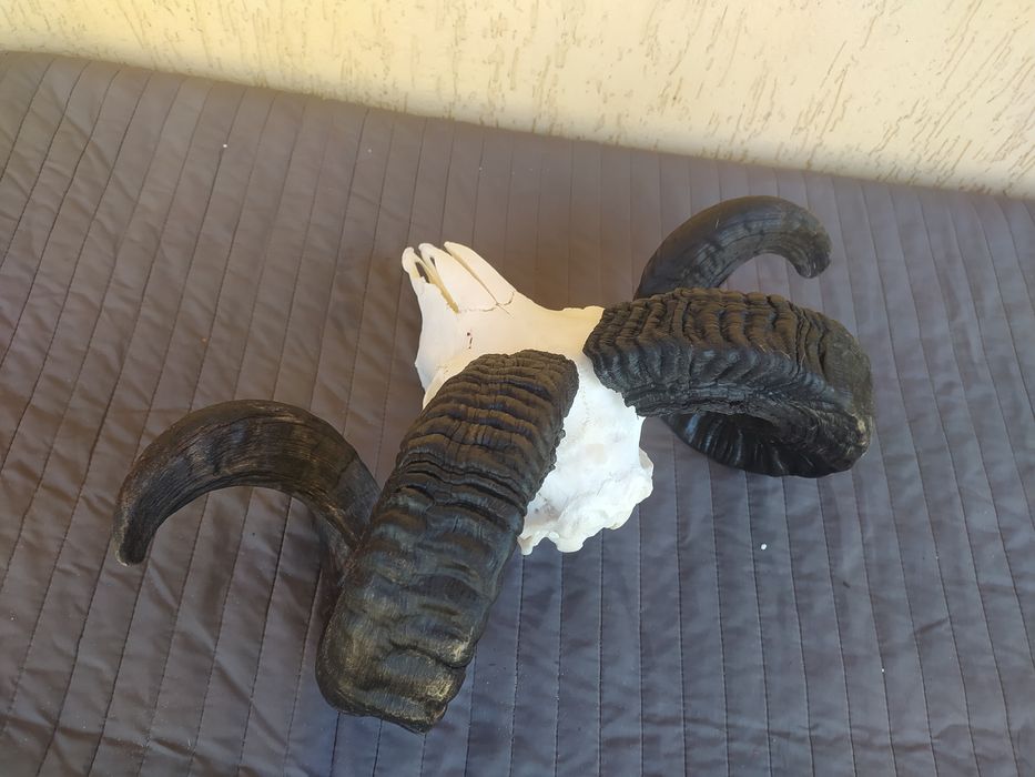 Czaszka mocnego barana