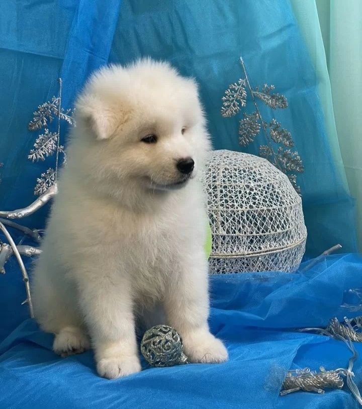 Szczeniak Samoyed Samojed odbiór i rezerwacja