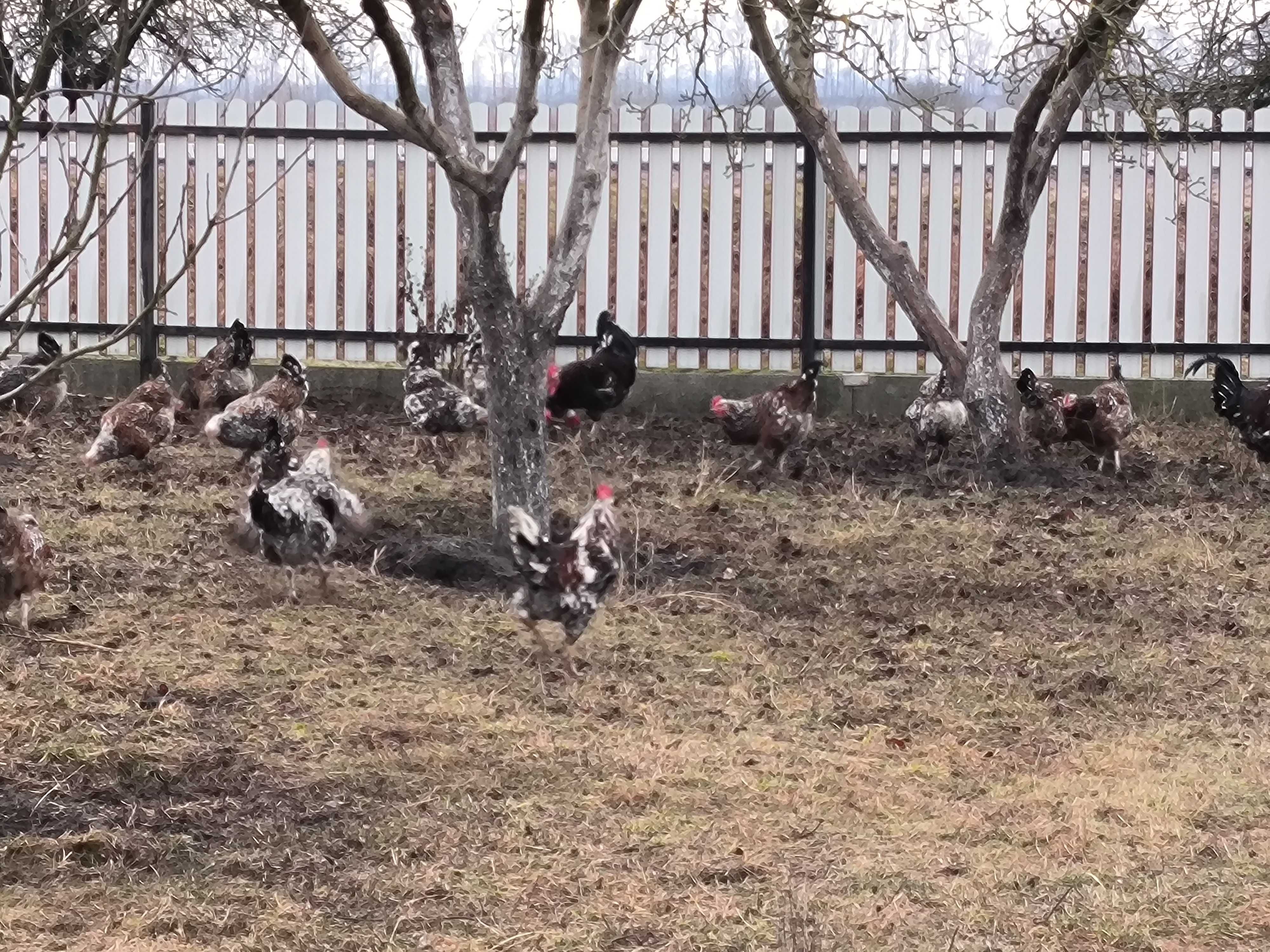 Інкубаційні яйця курей Лівенських ситцевих