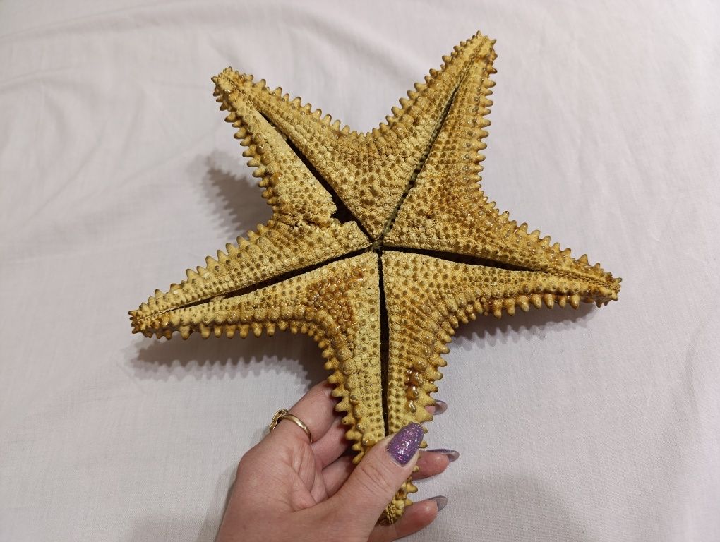 Морская звезда недорого
