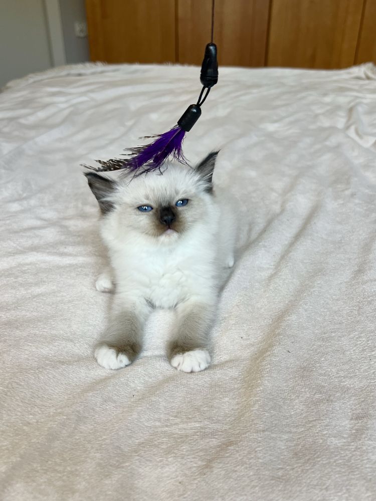 Kotka Ragdoll puszysty maluch z rodowodem