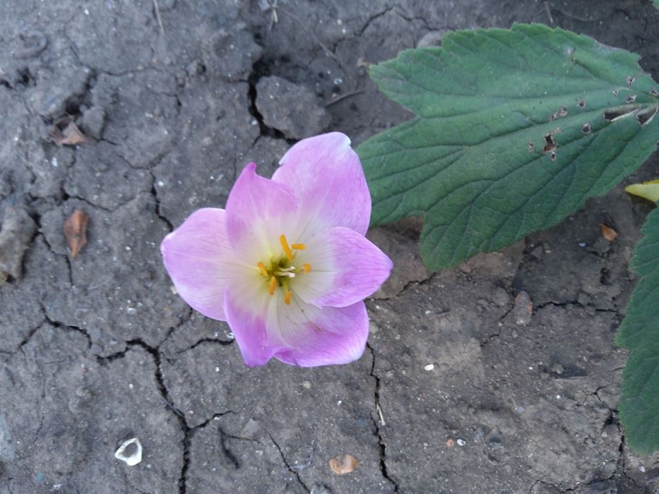 Морозник,сантолина ,розмарин,безвременник.