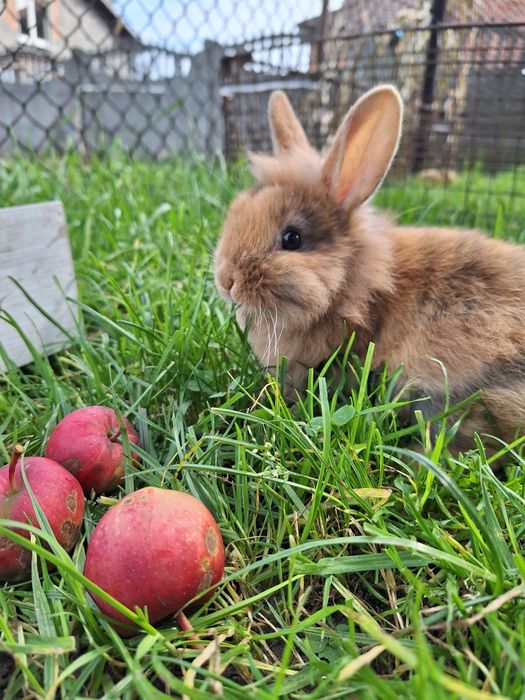 Króliczek miniaturka