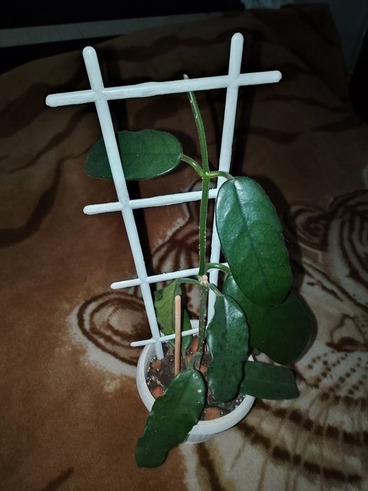 Квіти домашні хої