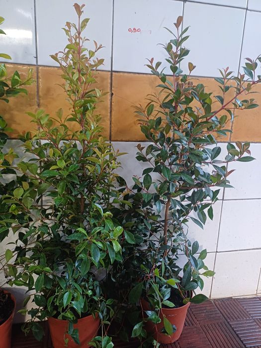 Eugenias myrtifolias