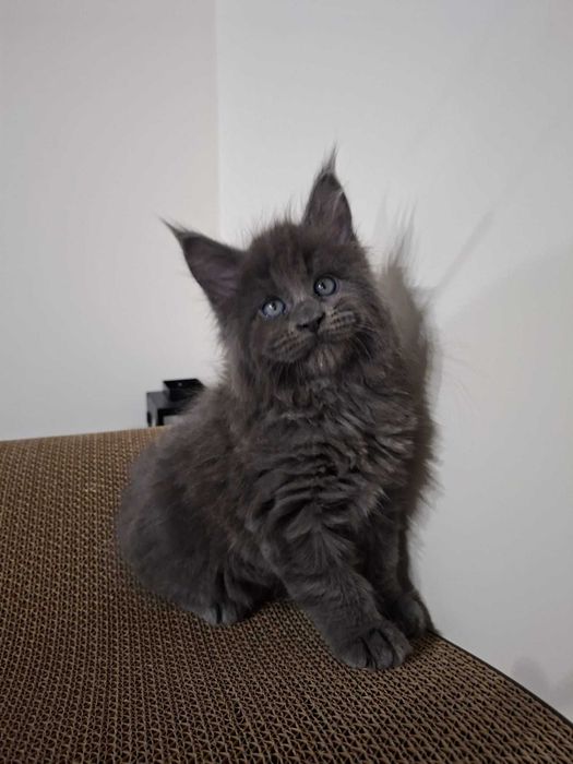 Чекаємо на найкращу родину! Мейн-кун з документами та щепленням