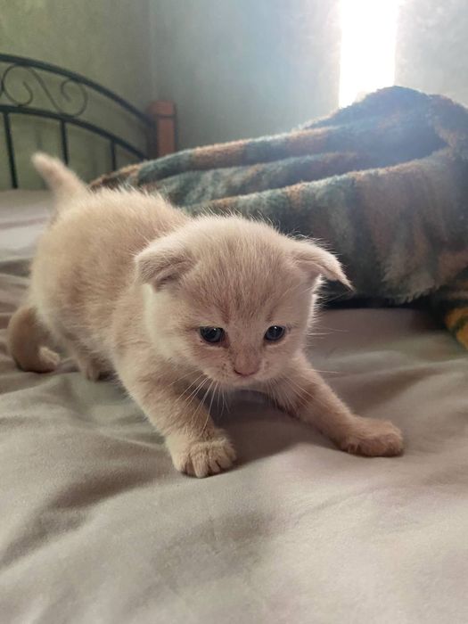 Продам шотландских вислоухих  котят!