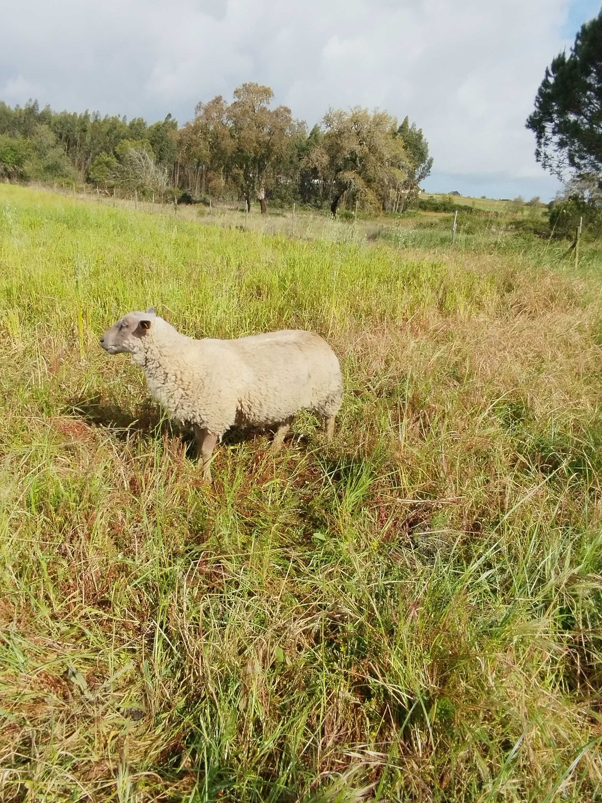 Borrego Charolês puro