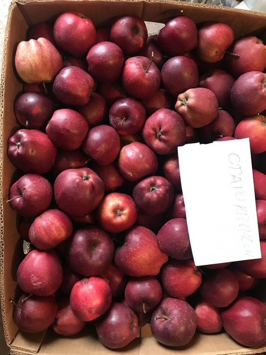 ЕКО Яблука домашні безкоштовна доставка