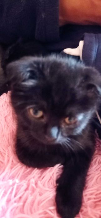 Котик подарую в люблячі  руки