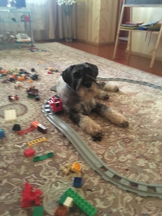 Потерялся любимец семьи