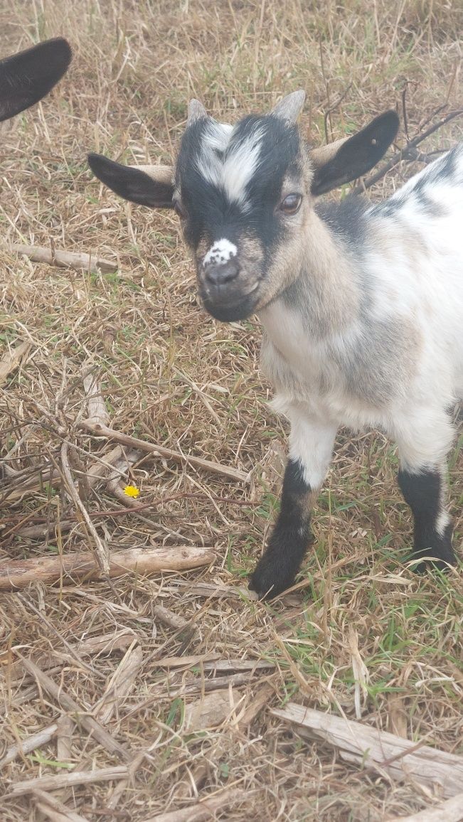 Cabrinha anã, macho, com cerca de 4 meses