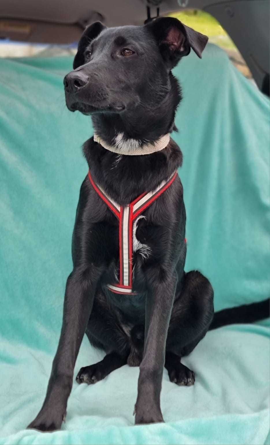 CZARUŚ 10 mies czarnulek do adopcji , idealny dla ludzi aktywnych