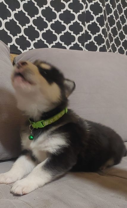 Piesek Alaskan Malamute