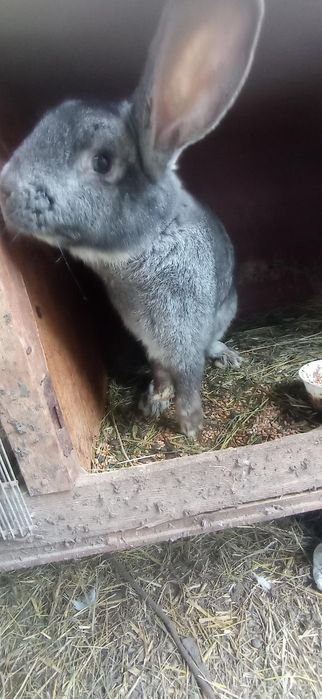 Кролі хлопчики та дівчатка