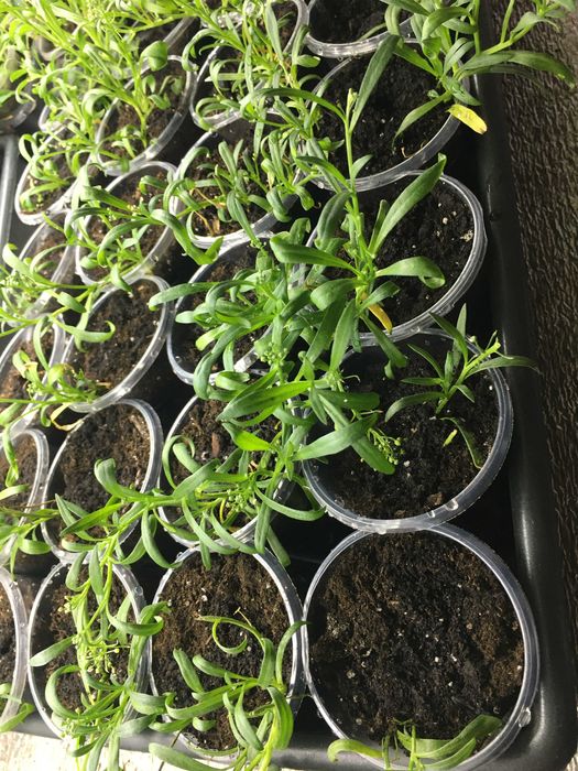 АЛИССУМ СНОУ ПРИНЦЕСС белый в стакане 180 грамм