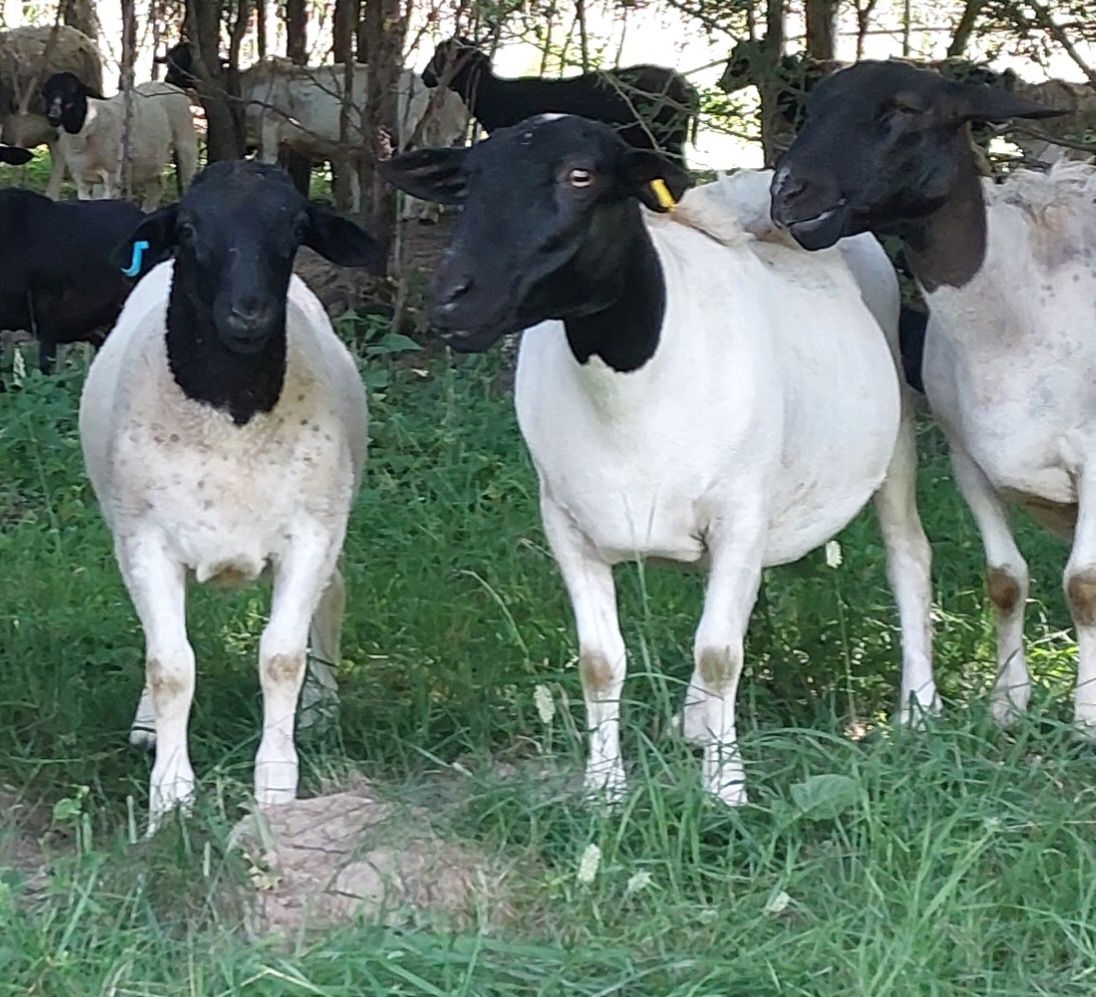 Baran, tryk, baranek dorper