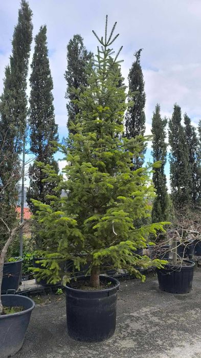 Várias Coniferas para venda