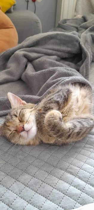 Nora kochana kotka kocię do adopcji!