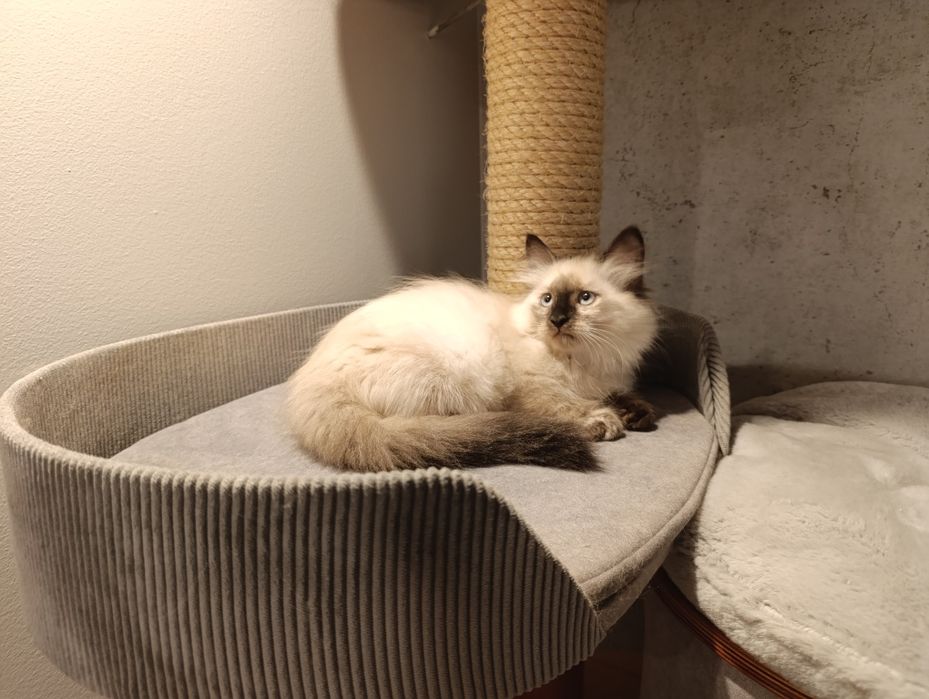 Kotka syberyjska - Kotka Neva Masquerade z rodowodem