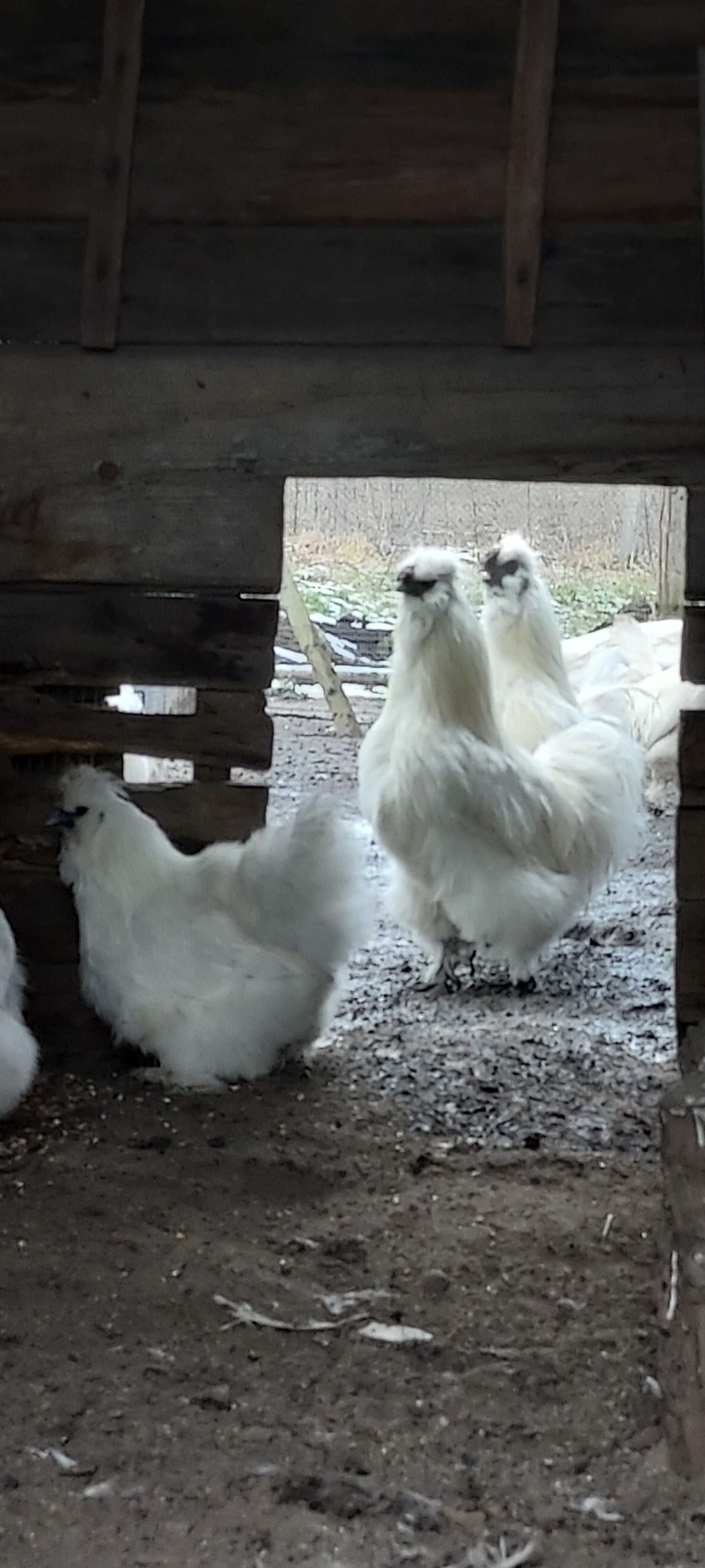 Sprzedam para Silkie z Hollandii