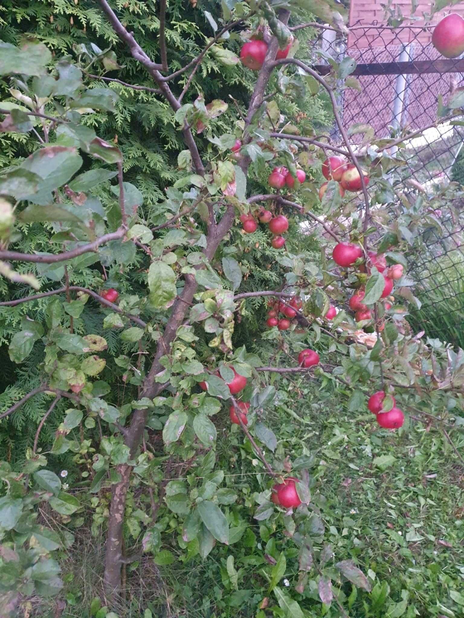 Działka ROD Będzin-Grodziec