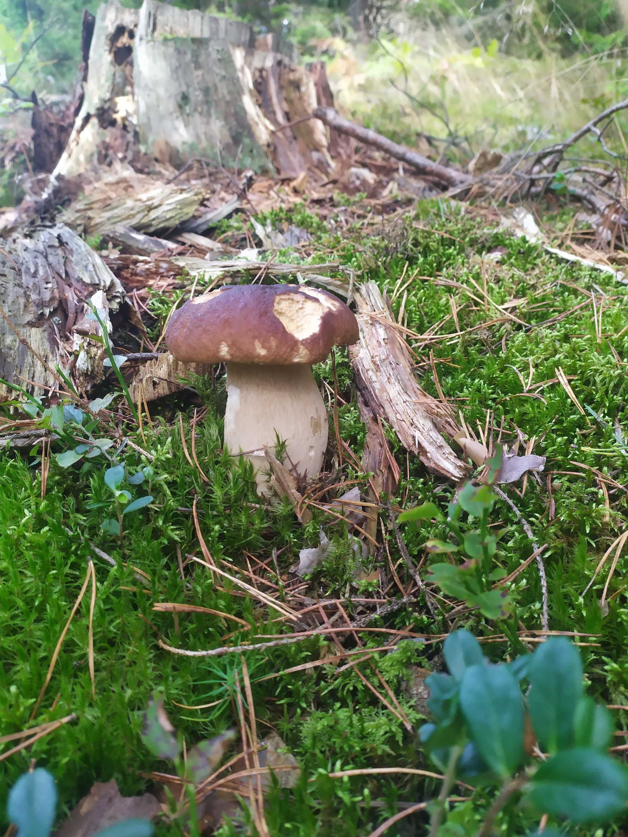 Pokoje Gościnne Bocianie Gniazdo Marcinkowo