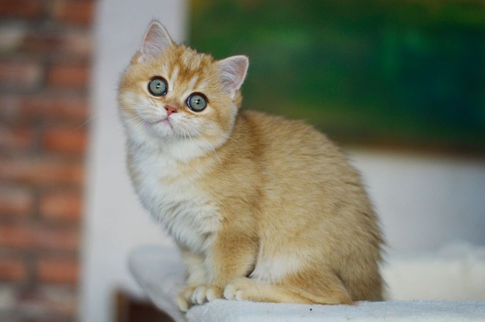 Kotka złota szynszylowa, rodowód FPL, możliwa opcja do hodowli