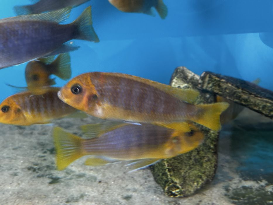 Metriaclima hajomaylandi, Chizumulu Island F1 , pyszczaki Malawian