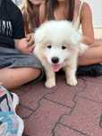 Oddam w dobre ręce cudownego samoyeda