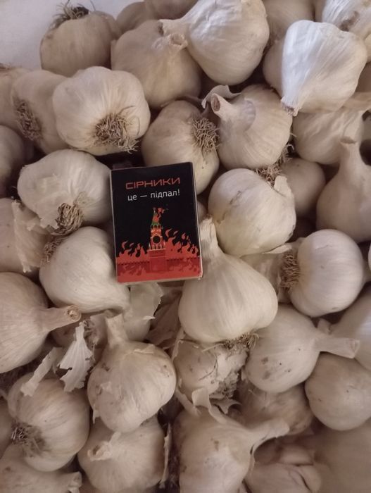 Продам часник ярий.