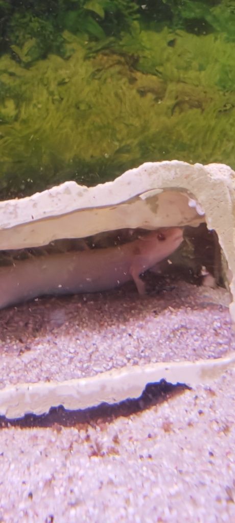 Polypterus senegalus
