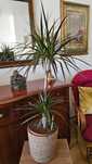 Plantas de interior Odivelas