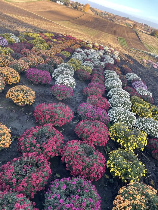 Chryzantemy tanio !!