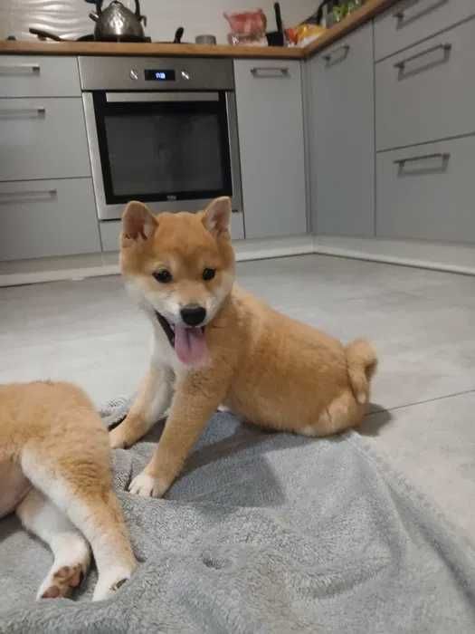 Shiba Inu ﾠﾠﾠﾠﾠﾠﾠﾠﾠﾠ