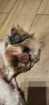 Oddam w dobre ręce suczkę Shih tzu  pies dobrze ułożony