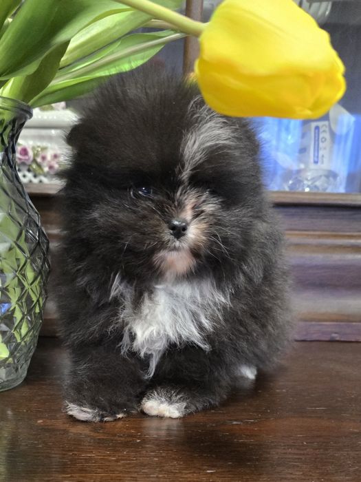 Szpic miniaturowy pomeranian