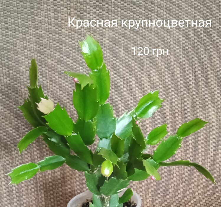 5 сортов взрослых шлмбергер,декабристов.