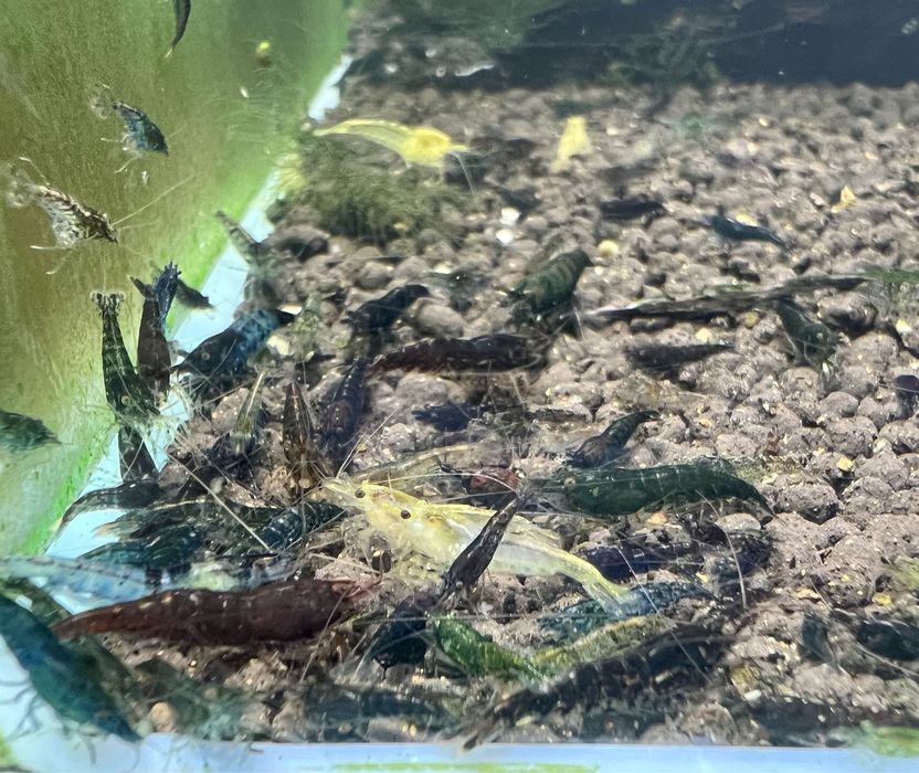 30x Neocaridias variadas