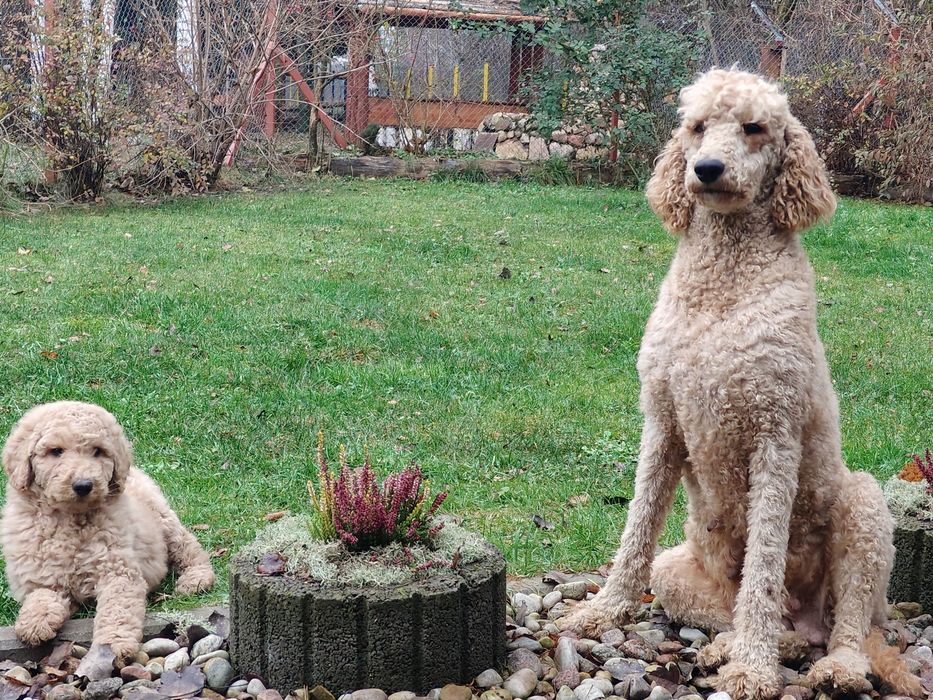 Pudel duży królewski sunia