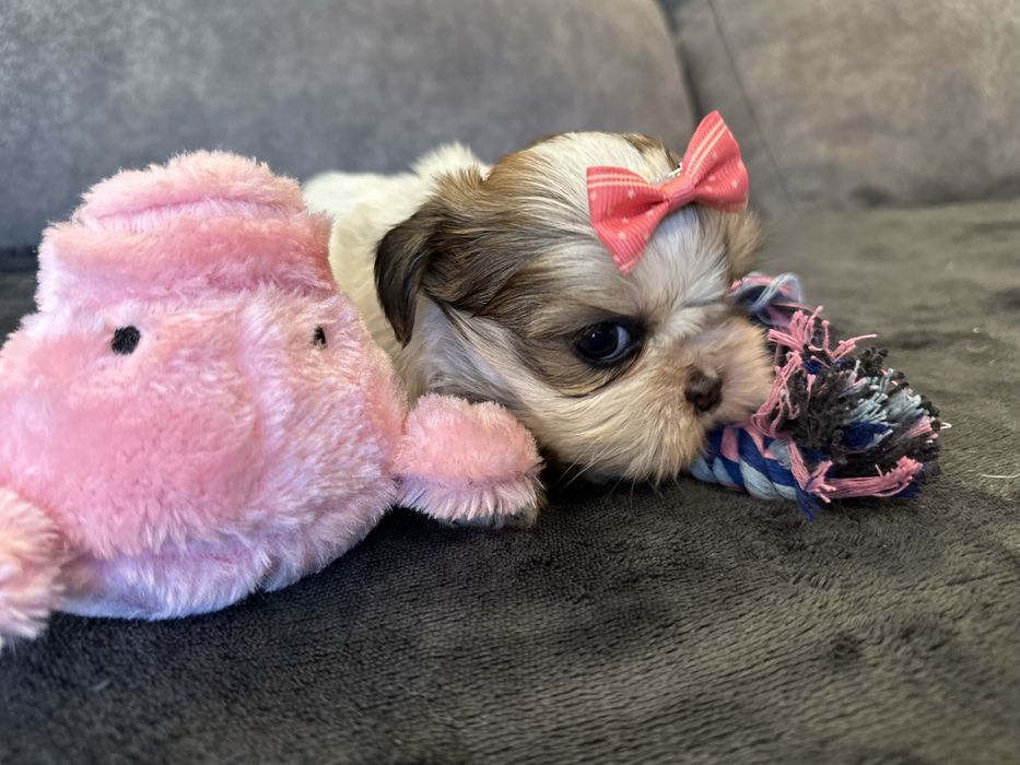 Shihtzu femea pequenina excelente