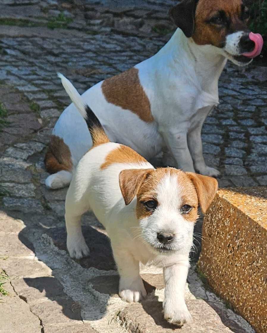 Jack Russell Terrier FCI ZKwP