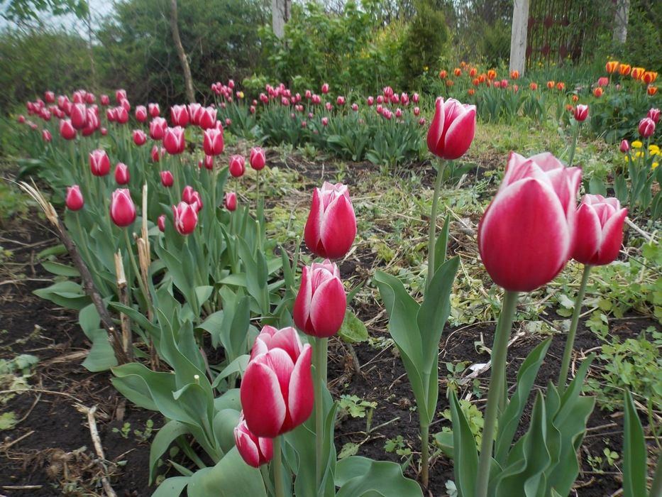 Цибулини тюльпанів на вигонку