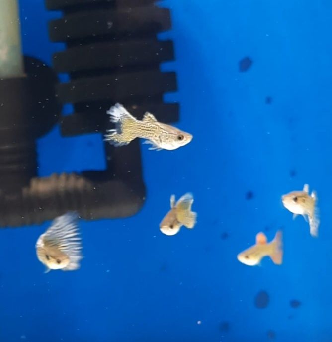Guppys machos sortidos