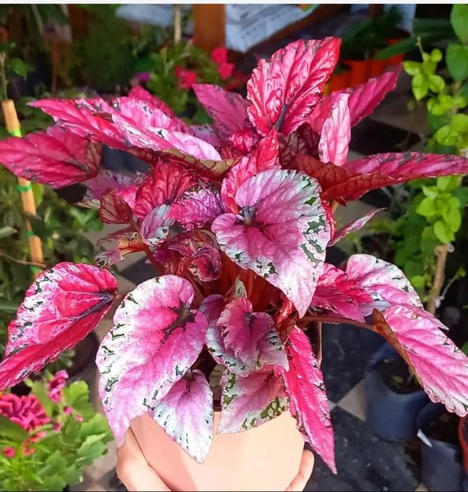 Begonia Rex Pink sadzonka