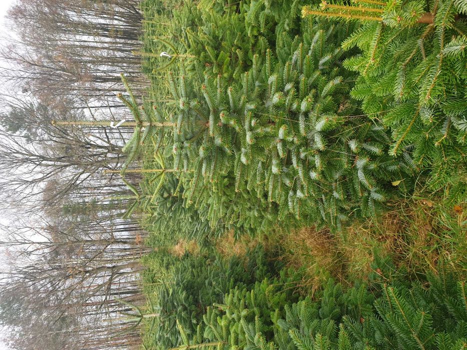 Gałęzie jodły kaukaskiej cena za 1kg