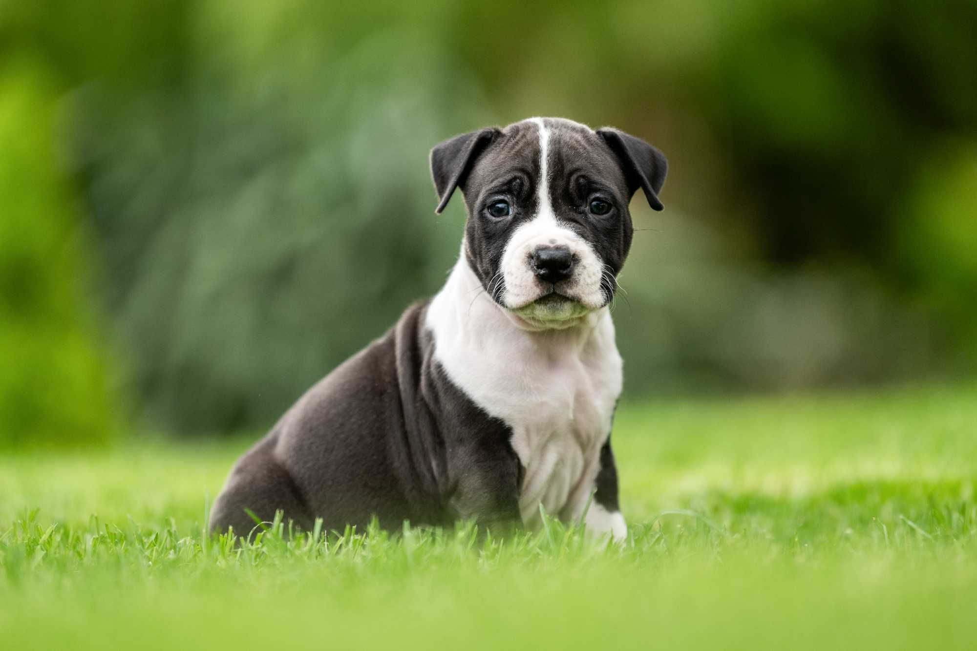 American Staffordshire terrier Amstaff ZKwP FCI