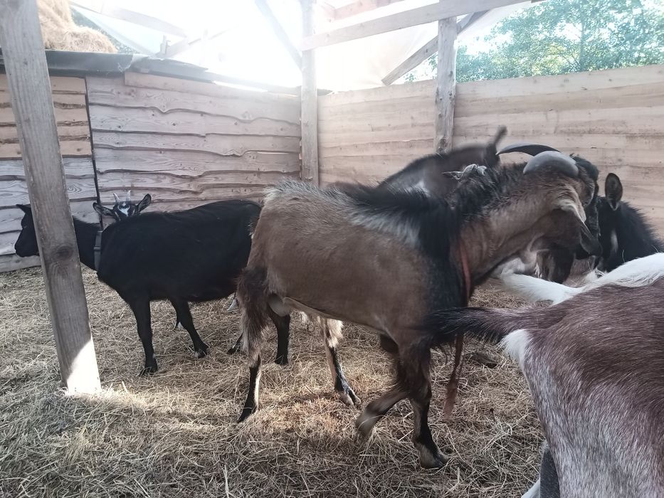 Młoda koza gotowa na potomstwo